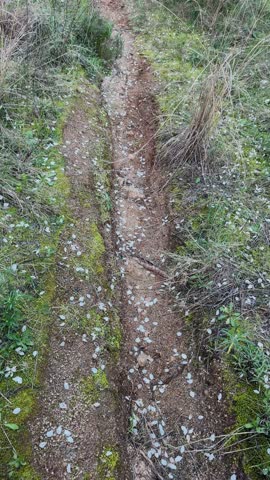 Vertical Video - Mountain Trail Covered with Almond Blossom Petals - Spring Hiking Path