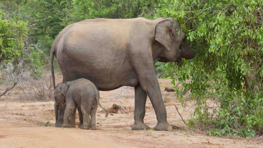 Asian elephant mother and calf feeding in natural habitat in Sri Lanka. Tender wildlife moment showing maternal behavior in tropical forest environment. Ideal for documentary and conservation themes.