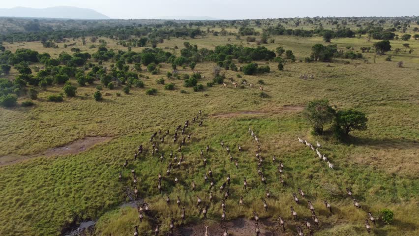 An aerial view of a large herd of wildebeest and zebras running across the savanna plains during the Great Migration in Maasai Mara National Reserve, Kenya.