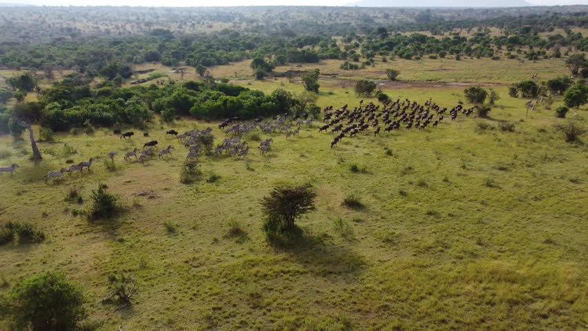Aerial drone view of large herd of wildebeest and zebras running across savanna plains during Great Migration in Maasai Mara National Reserve Kenya.
