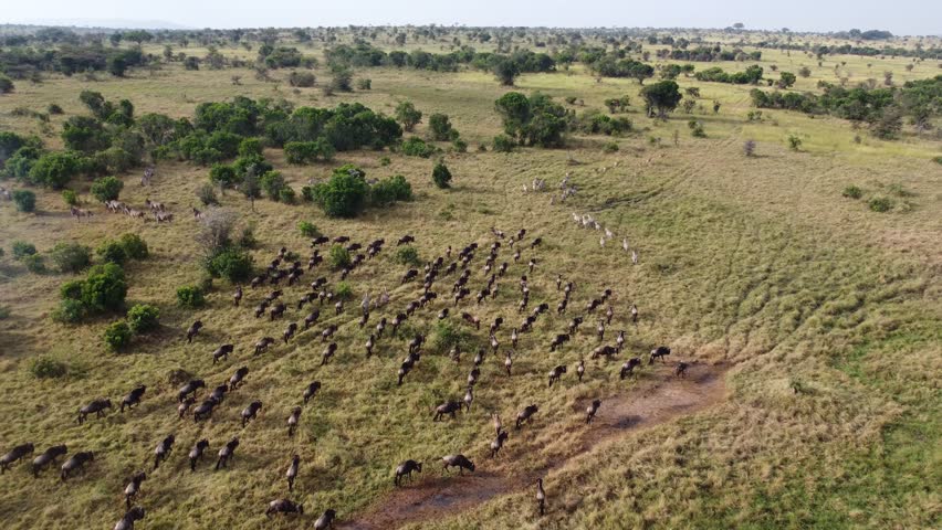Aerial drone view of large herd of wildebeest and zebras migrating across savanna into Maasai Mara Kenya during annual Great Migration in Serengeti ecosystem.
