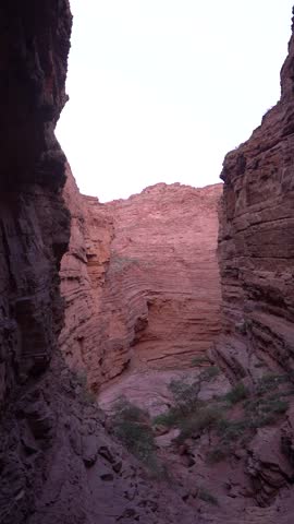 A canyon with a tree in the middle. The canyon is very narrow and the tree is in the middle of it