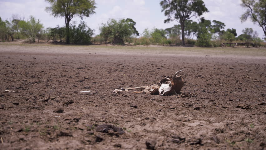 A dry dusty riverbed with decomposing livestock carcass during severe drought .