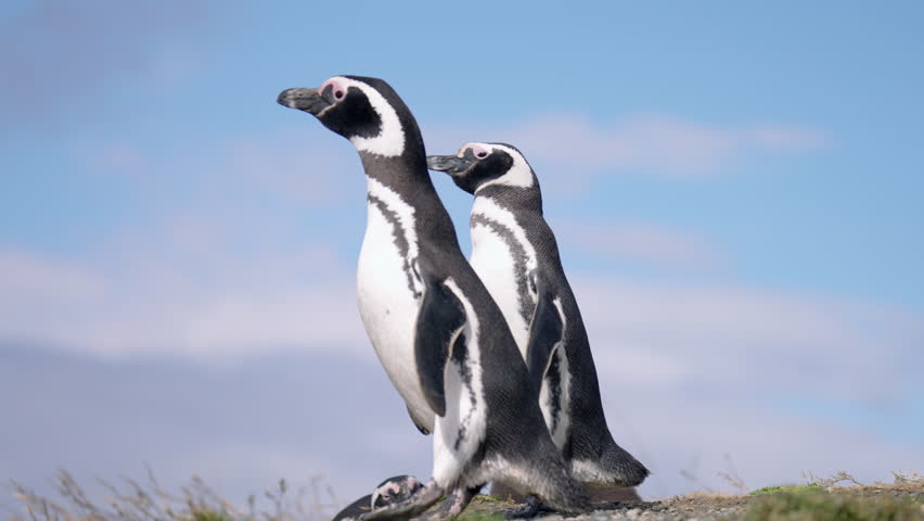 Magellanic Penguins In Natural Environment On Magdalena Island In Patagonia, Chile, South America. Close-up Shot
