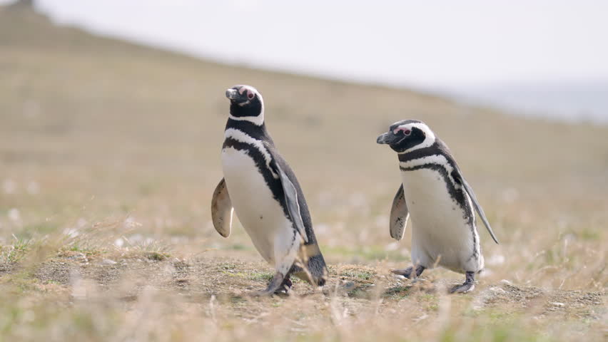 Magellanic Penguins In Their Natural Habitat On Magdalena Island In Chilean Patagonia. Tracking Shot