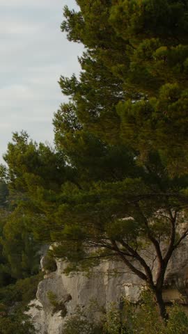 Pine trees growing on rocky cliffside under cloudy sky