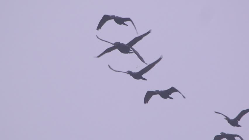 Close up of cormorants flying in V formation over wetland, Pantanos de Villa, Peru