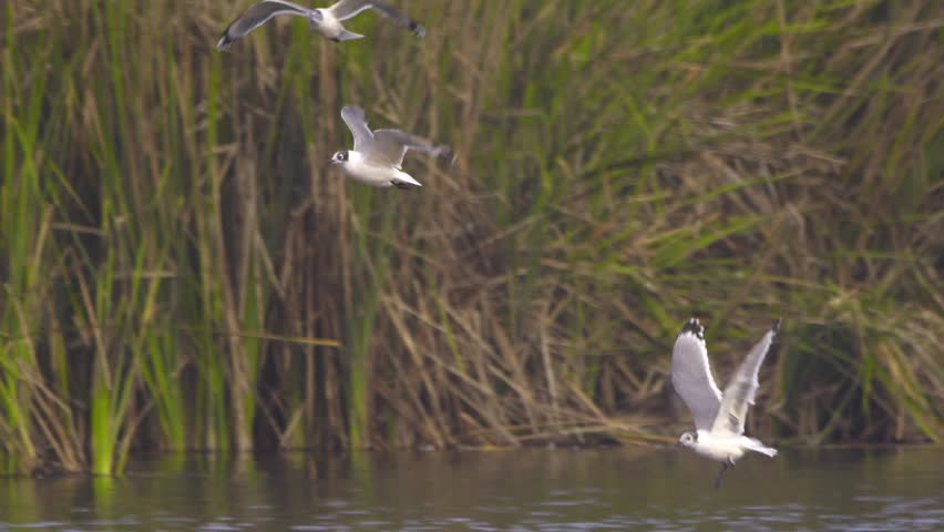 Franklin