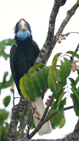 Wreathed hornbill, Bar-pouched wreathed hornbill eating wild fruit birdwatching in the forest.