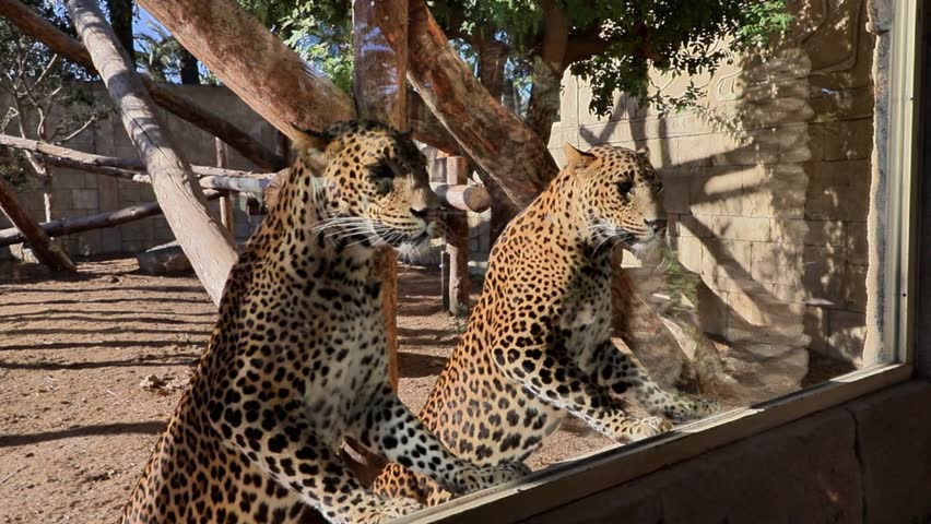 Two leopards with unique spotted fur engage with their surroundings at a zoo, leaning against a glass barrier while observing visitors, surrounded by natural elements like trees and logs