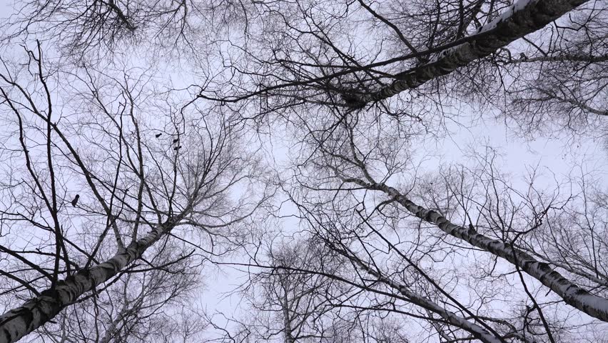 Winter forest landscape with textured snow and wild trees, capturing natural beauty and calm wilderness in a serene seasonal environment