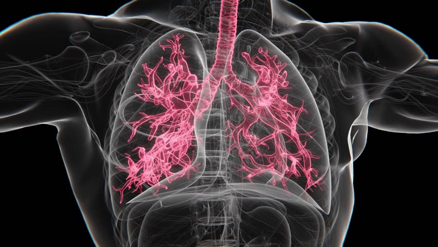 Respiratory System X-ray Vertical Video | Human Lung Animation Concept Video | Lungs Cancer | X-ray Lungs Breathing video in HD