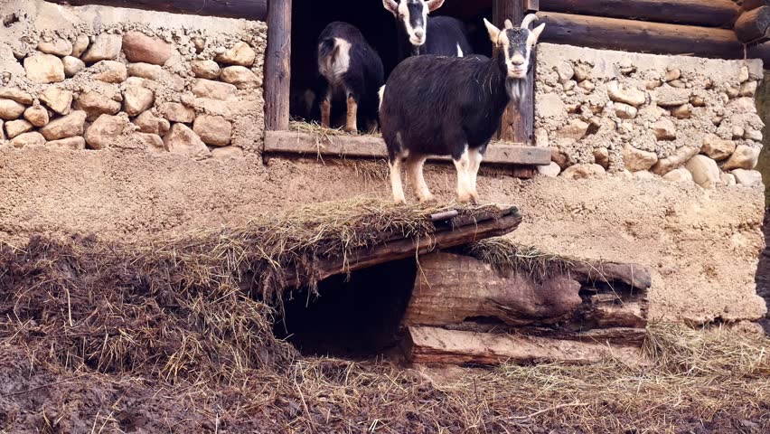 A group of domestic goats and shaggy cattle resting and feeding inside a traditional wooden barn structure in a rural farm environment