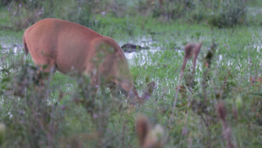Wild Marsh Deer female tropical eating vegetation at sunset