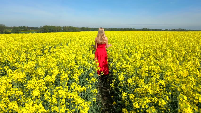 Aerial shot of woman in red dress walking slowly through blooming yellow rapeseed field under clear blue sky. Peaceful countryside spring landscape.