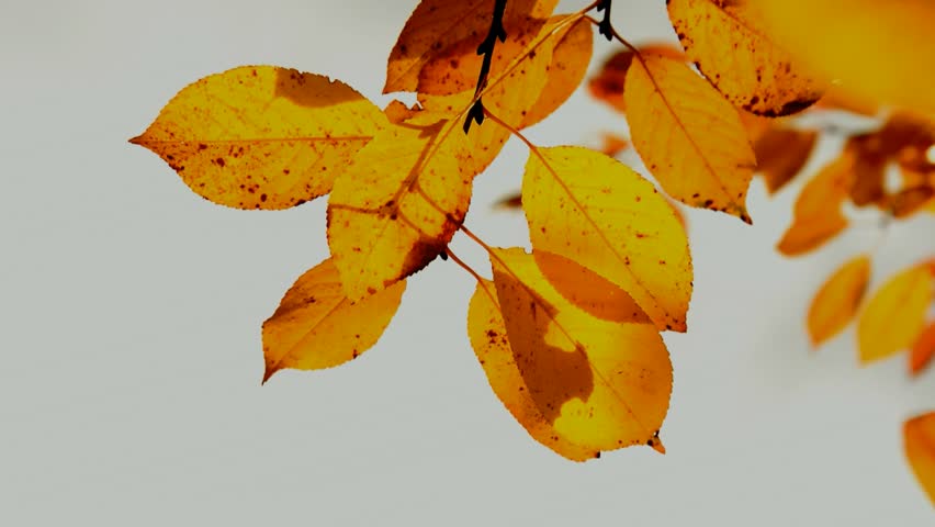 Sour cherry branch and sour cherry tree in the front garden at the wooden house on a sunny autumn day (2 video)