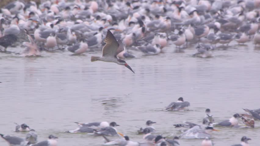 Black skimmer skimming before landing among gulls in wetland, Pantanos de Villa, Peru