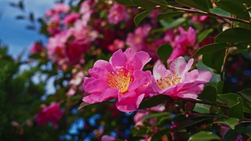 A vibrant close-up of pink Sasanqua Camellia flowers against a brilliant blue sky. The sunlight enhances the delicate petals and golden stamens, creating a fresh and uplifting botanical scene