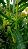 Corn growing in the garden. Selective focus. - Powered by Shutterstock - Get 15% off with code: PIKWIZARD15