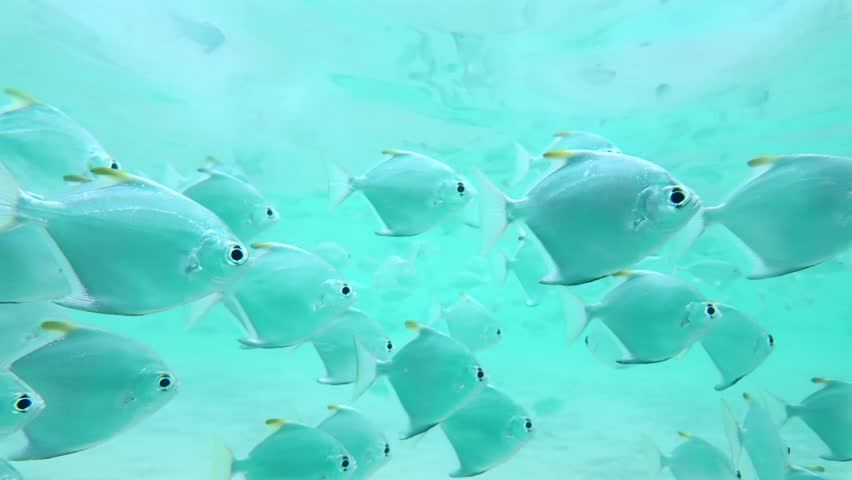 Detailed view of a dense school of shimmering silver moonfish moving in unison through vibrant turquoise water. The slow motion emphasizes the rhythmic tail movements and reflective scales of the fish.