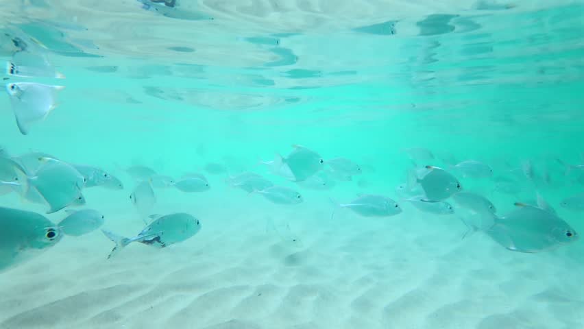 Various species of silver tropical fish including moonfish and caranx glide across a rippled sandy seabed in shallow turquoise water. The slow motion captures the peaceful coexistence of marine life in Sri Lanka.