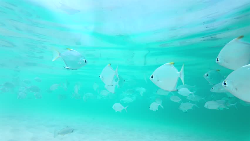 Graceful silver moonfish scatter and turn in the clear turquoise ocean water over a light sandy floor. The scene highlights the reflective bodies of the fish and the calm rhythmic pulse of the ocean in slow motion.