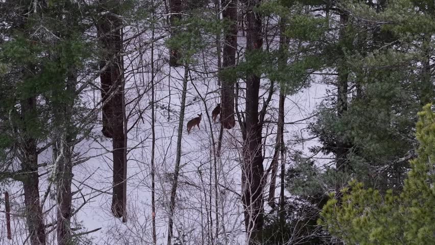 Winter aerial view of deer crossing the Oyster River and moving through the woods just upstream of Wiswall Falls in Durham, New Hampshire