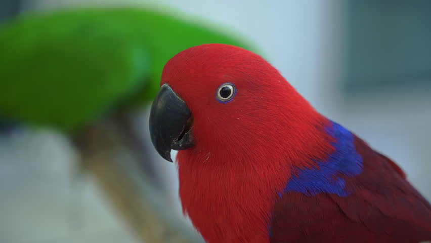 Close-up red and blue female Eclectus parrot standing on a log.