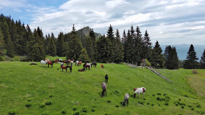 Herd of horses that eat grass, drink water and graze in meadow with fir trees against backdrop of mountains and sky