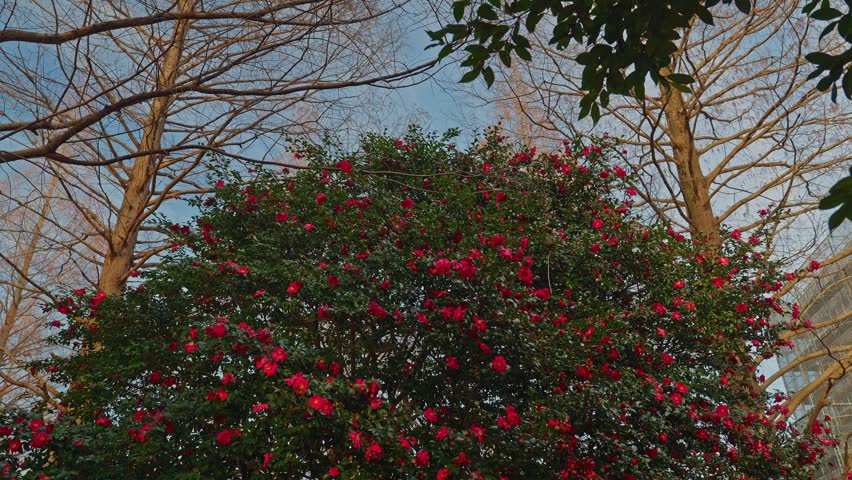 A scenic wide shot of a mature Sasanqua Camellia tree covered in red blossoms. Standing between deciduous trees with bare branches, it serves as a vibrant focal point in a serene Japanese park under a