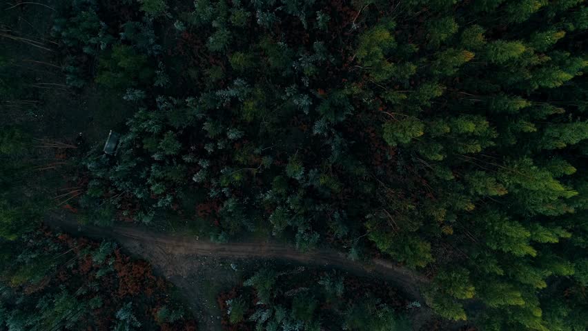 Aerial view of dense forest landscape