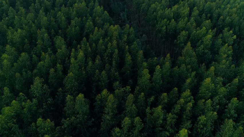 Aerial view of dense forest landscape