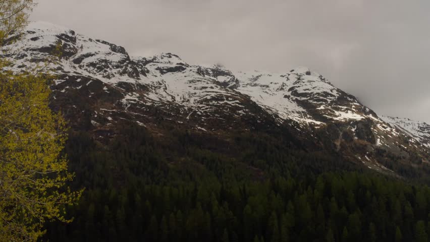 Majestic snow capped mountain peaks towering over dense pine forest in Swiss Alps. Dark evergreen trees contrast with white snow under overcast sky in Saint Moritz region during late spring.