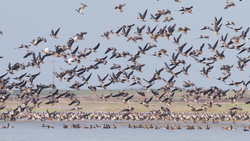 Large flock of greater white-fronted geese (Anser albifrons) taking off