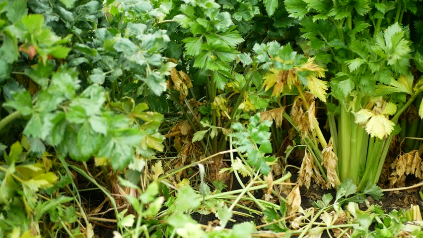 Farm celery Apium graveolens farm bio garden Dulce group organic healthy plant fresh green plant and dried leaves and stalk leftover organic domestic compost cultivated winter and early spring vegetables growing and planted in the garden field farming plantation ready to harvest close-up picture shot. Consumed raw in salads cooked in soup and stews or juiced salad garnish with aroma and taste are butylphthalide and sedanolide. Traditional medicine with low calories and full of water source of fiber