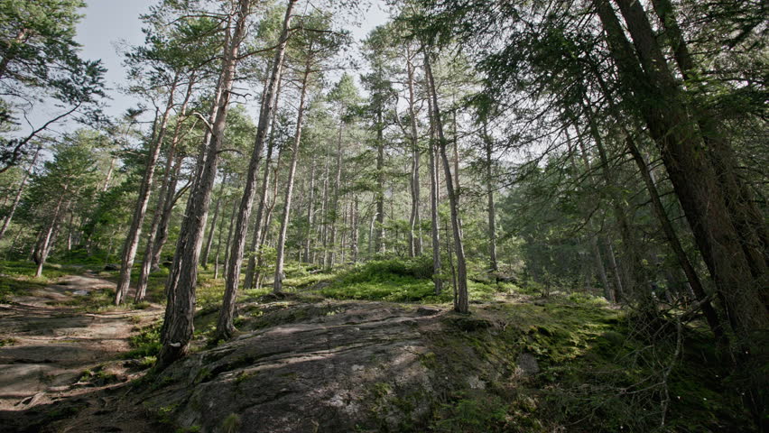 Beautiful nature landscape of pine forest. Old tree roots in Alpine forest.