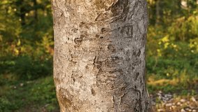 Environmentalist hugging tree. Hands embracing a tree trunk in a forest as a symbol of love for nature and environmental protection. 4K with selective focus. - Powered by Shutterstock - Get 15% off with code: PIKWIZARD15