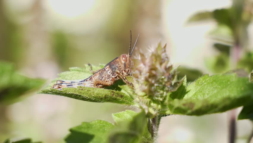 Giant Grasshopper On The Green Leaf In Summer. - closeup shot