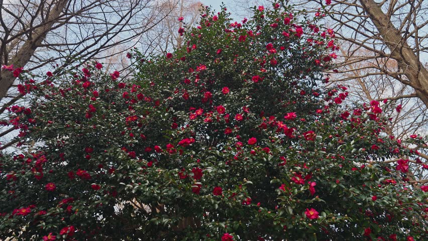 A majestic Sasanqua Camellia tree covered in vibrant red flowers standing between bare winter trees. This high-angle shot captures the resilience and beauty of seasonal blooms in a Japanese park.