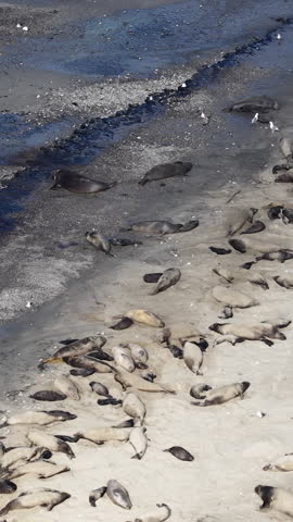 Elephant Seals on the coast of california aerial beach along the pacific coast highway
