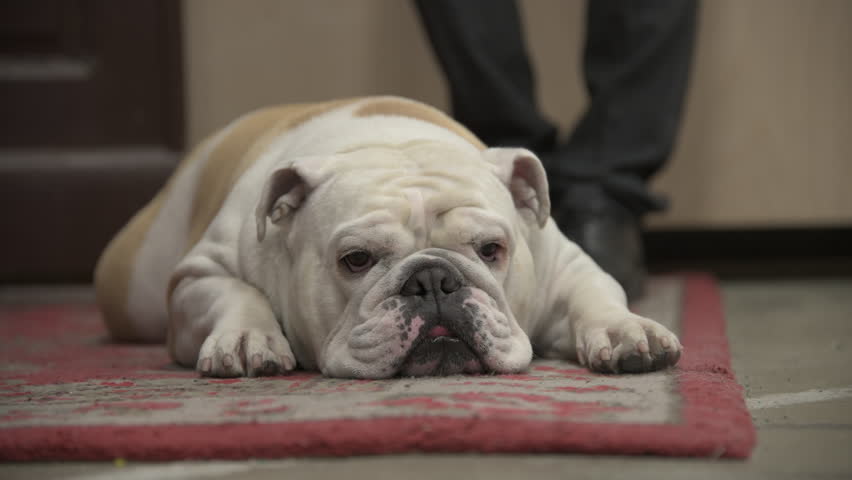 Bulldog lying on a colorful rug close up