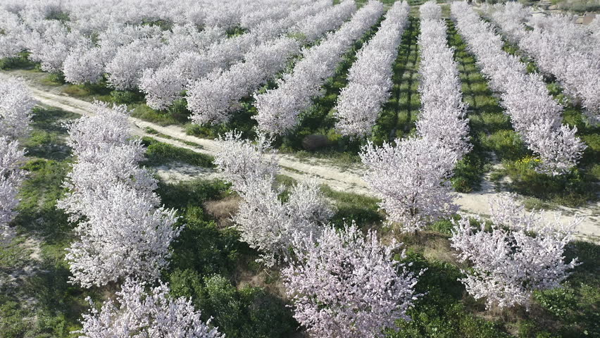 Aerial view of almond trees in full bloom in Alicante, Spain. Extensive white blossoms of Comuna variety covering agricultural fields, Mediterranean spring landscape with abundant flowering and rural scenery.
