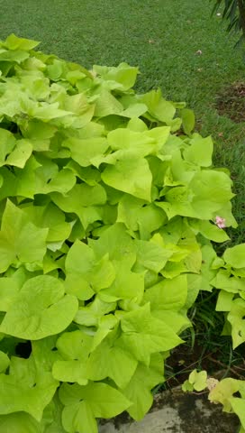 View of Ornamental sweet potato or sweet potato vine. Its leaves are blown by the gentle breeze in the garden. Natural background