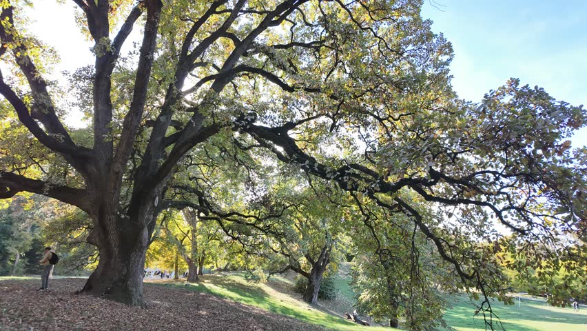 Huge Old Oak Tree Timelapse