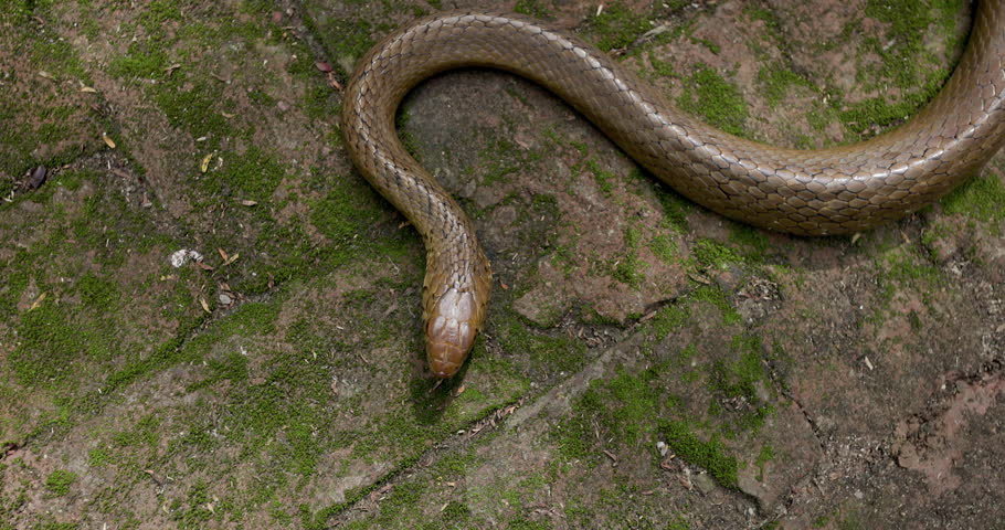 Indian Rat Snake head flicks tongue in slow motion; detailed macro sensing behaviour of a shining reptile