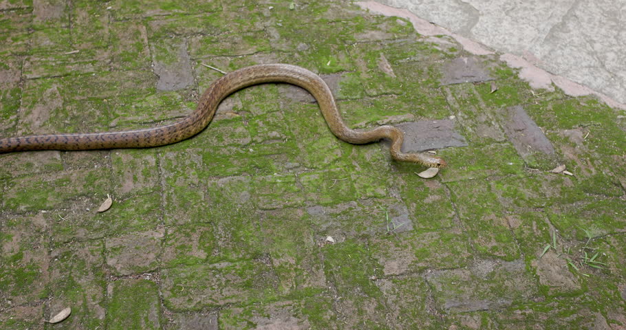 Indian Rat Snake on a mossy floor looks around and begins to slither moving away