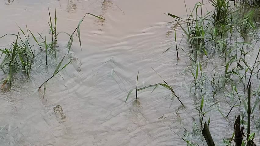 Irrigation Overflow After Heavy Rainfall Event. Rural Channel Surge Impacting Agricultural Land. Farmland Drainage Rise During Storm Season. Countryside Water Expansion Following Downpour