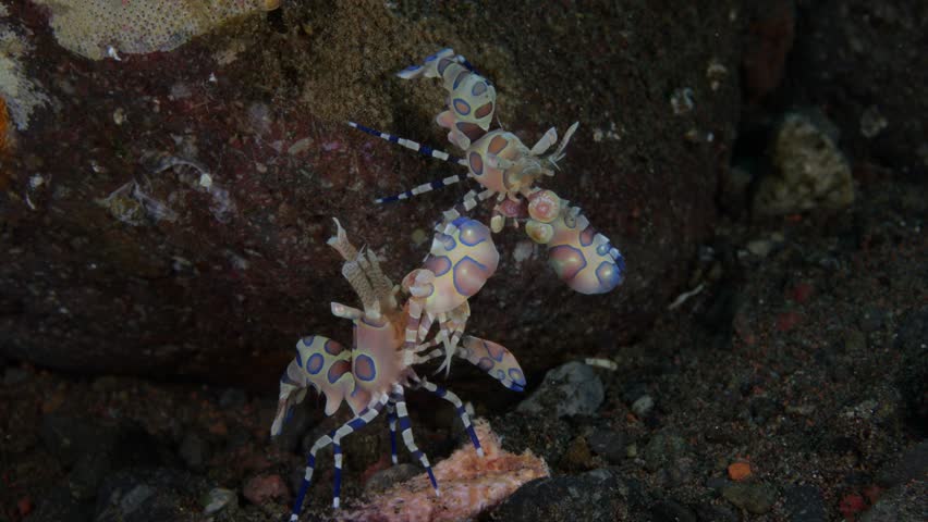 4K UHD underwater macro footage of two Harlequin shrimps (Hymenocera picta) feeding on a sea star in Tulamben, Bali, Indonesia. Rare predatory behavior on a tropical coral reef.