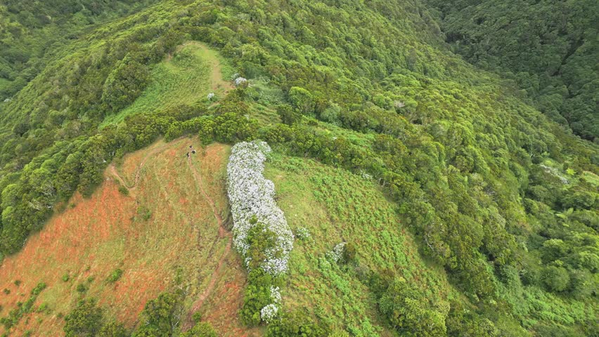 Lush hike view at Caldeira da Cumbre, Sao Jorge, Azores
