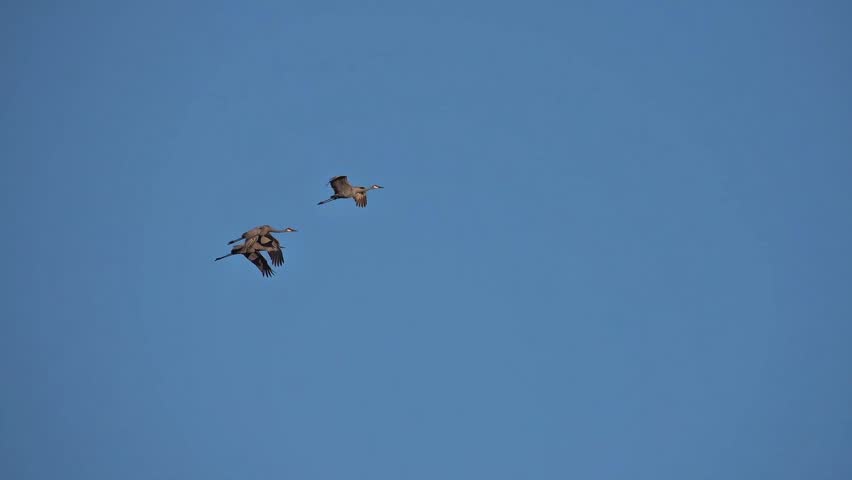 three grey crane birds flying across blue sky
